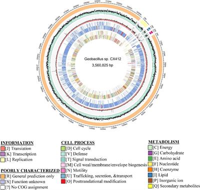 Genome sequencing analysis of a novel thermophilic strain Geobacillus sp. CX412